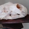 Polar bear Skull