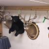 Forest City Taxidermy inside shop