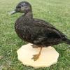 Taxidermy-American Black Duck